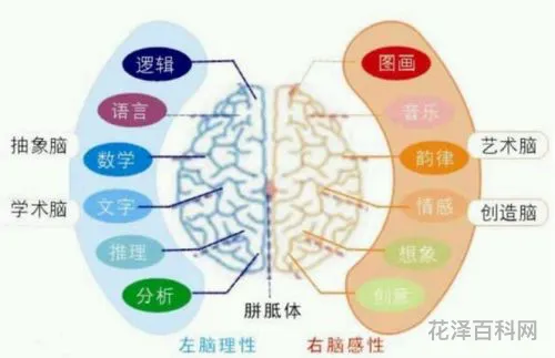 左脑右脑分别控制什么