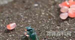 雕虫小技的意思