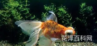 小金鱼怎么养