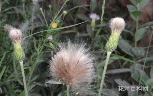 种子传播方法100种