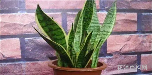 什么植物防电脑辐射