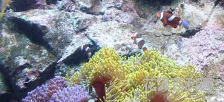 珊瑚是不是生物，珊瑚在初中范围内算不算生物