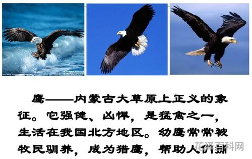 成吉思汗和鹰，成吉思汗怒杀爱鹰故事