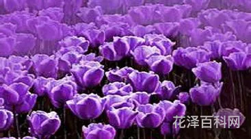 蓝色妖姬适合送老师吗 蓝色玫瑰适合送什么人