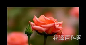 花开花落飞满天 花谢花飞花满天剧情介绍