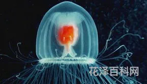 灯塔水母的寿命