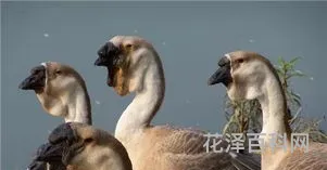 大鹅的祖先是 中国家鹅的起源