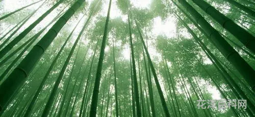 竹子是树还是草?为什么