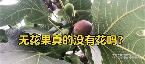 无花果有花还是没花