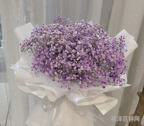 满天星花语是什么 蓝色满天星适合送什么人