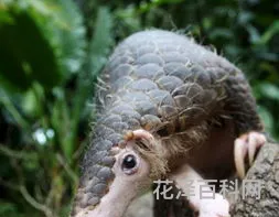 穿山甲是什么动物，穿山甲和犰狳的区别