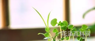花卉养殖方法