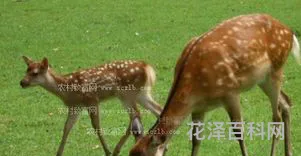 梅花鹿吃什么