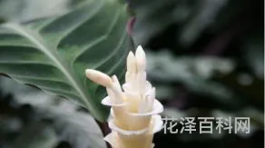奇花异草的意思，奇花异草图片