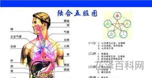 五脏六腑的拼音