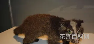 包含果子狸的词条，果子狸别名