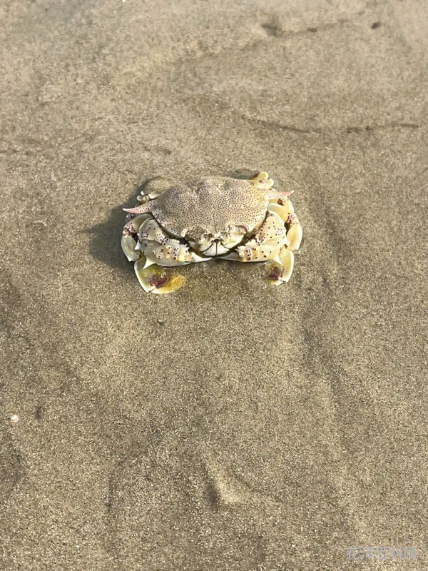 今天退潮赶海时间表