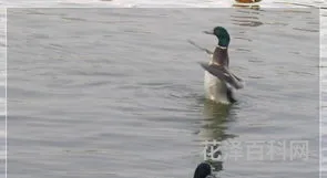 春江水暖鸭先知的前一句 春江水暖鸭先知全诗意思