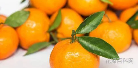 橘子丰收是什么季节 秋天适合吃什么水果
