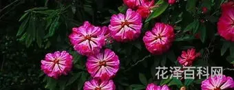 冬天开什么花 十大代表冬天的花