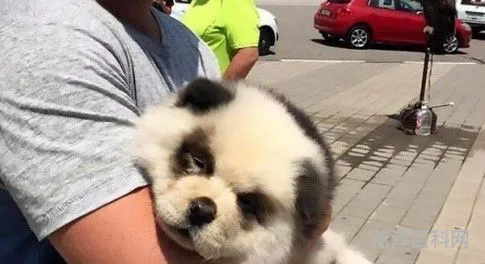 大熊猫是猫吗?解答 一只大熊猫值多少亿元