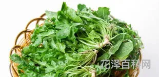 三月三荠菜煮鸡蛋 荠菜图片
