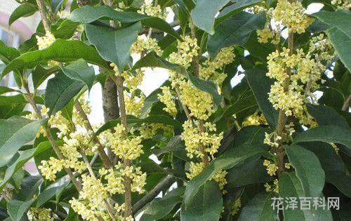 新鲜桂花怎么处理 附近哪里有桂花树卖