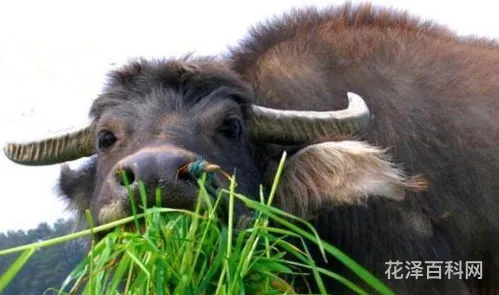 老牛吃嫩草什么意思 老牛吃嫩草是指多少岁