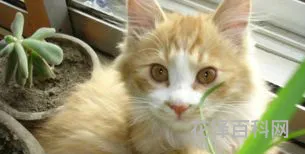 猫的寿命最长能活多少年 猫最多可以活几年