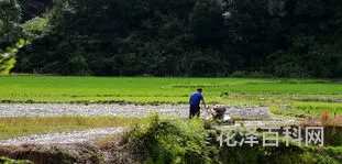 鹅湖山下稻粱肥 鹅湖山下稻粱肥,豚栅鸡栖半掩扉