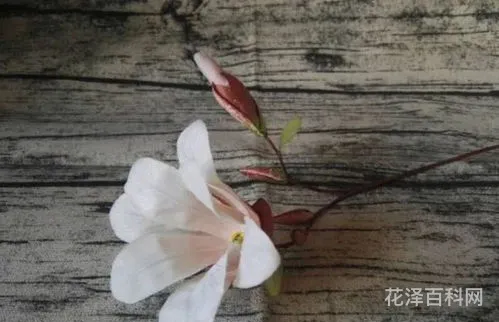 什么什么什么化，吞什么什么什么四字成语