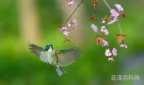 花枝招展是什么意思