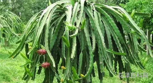 火龙果和仙人掌