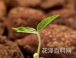 黄豆的生长过程 怎样种植黄豆