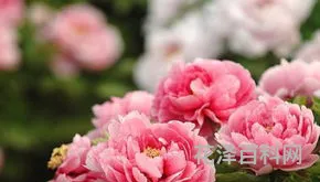 洛阳牡丹花会时间，洛阳牡丹花会门票多少钱一张