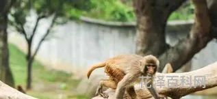 沐猴而冠意思，罗睺是什么意思呢