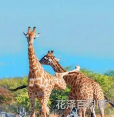 长颈鹿可以多久不喝水