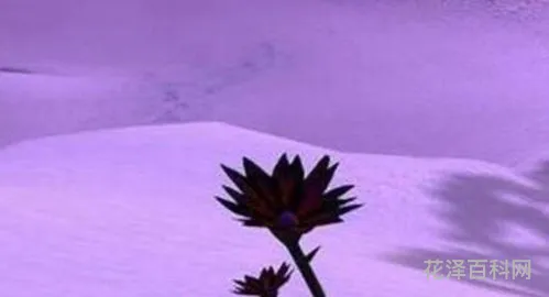 黑莲花是什么意思