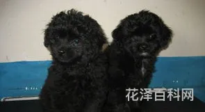 泰迪犬怎么养 养泰迪10大忌