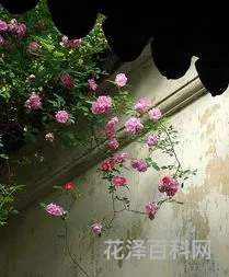 落花如梦凄迷