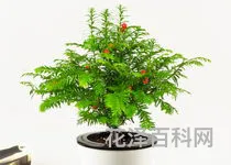 客厅花卉盆栽，客厅大叶子绿色植物