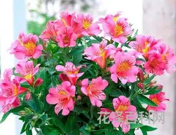 代表友谊的花有哪些，百合花可以送朋友吗