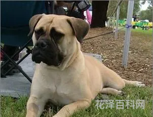 斗牛马士提夫犬，连云港市禁养犬种名单