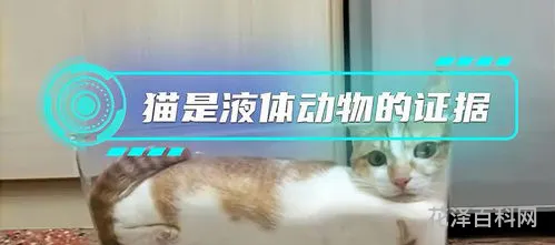 为什么猫咪能像液体 猫吐清水一样的液体