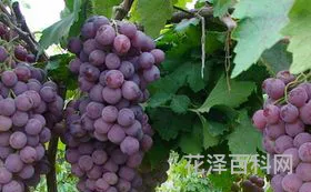 秋天有什么水果