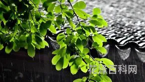 什么时候入梅 2024年哪天入梅