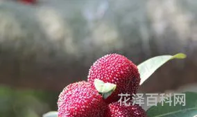 杨梅什么时候成熟，杨梅几月份可以吃