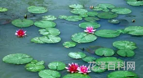 凤仙花怎么传播种子，小学二年级植物传播种子的方法