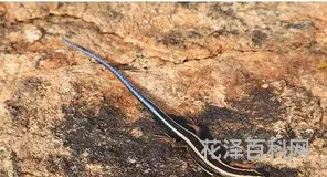 关于蓝尾石龙子的信息 蓝尾石龙子寿命
