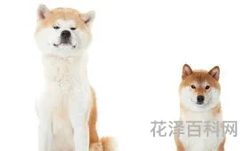 柴犬和秋田犬的区别，正宗柴犬多少钱一只